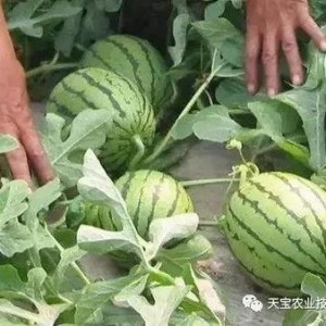 热门大瓜汇总,热门大瓜盘点，真相与八卦一网打尽