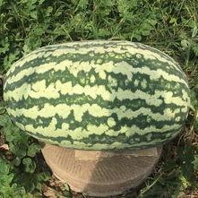 网红大瓜排行,热门事件盘点与幕后真相